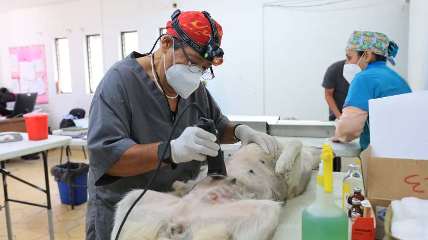 Tlaquepaque Promueve el Bienestar Animal con «Huellitas&nbsp;Mundialistas».